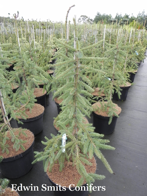 Picea mariana 'Nicolet Weeping'